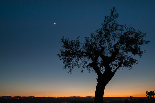 Lonely olive tree at dusk - Powered by Adobe