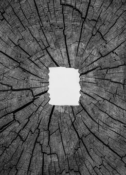 White Blank torn cardboard on the background of a wooden board with cracks, white black picture