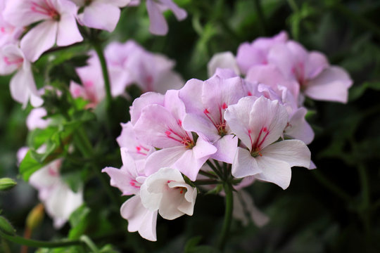 Light pink Geraniums flowers 