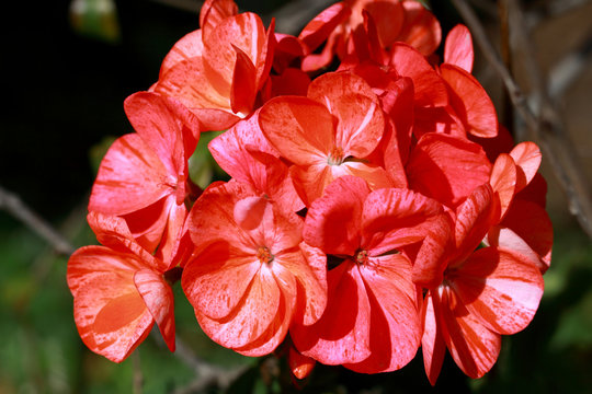 Red Geraniums dotted flowers