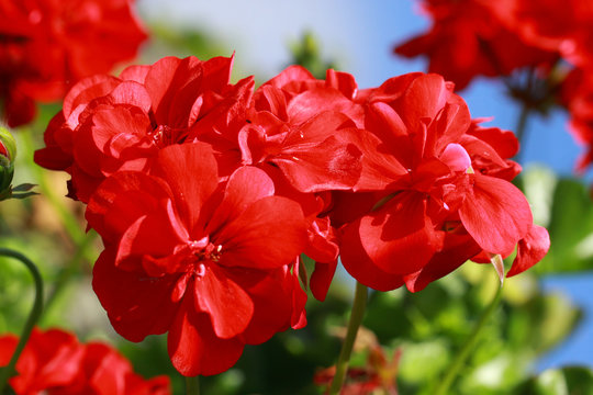 Red Geraniums flowers