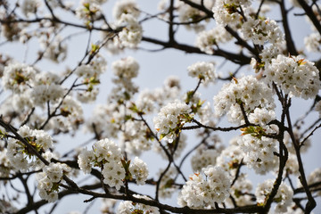 Close up of blooming flowers of cherry tree branch in spring time. Shallow depth of field. Cherry blossom detail on sunny day