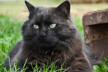 Portrait of thick long hair black Chantilly Tiffany cat relaxing in the garden. Close up of fat tomcat with stunning big green eyes sitting at home. Tom cat lying in garden