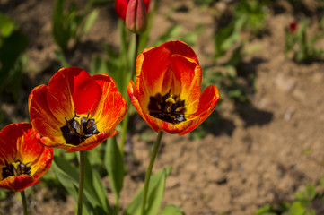 Fototapeta na wymiar Beautiful red tulips.