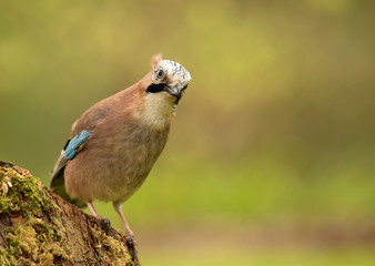 Jay (Garrulus glandarius)