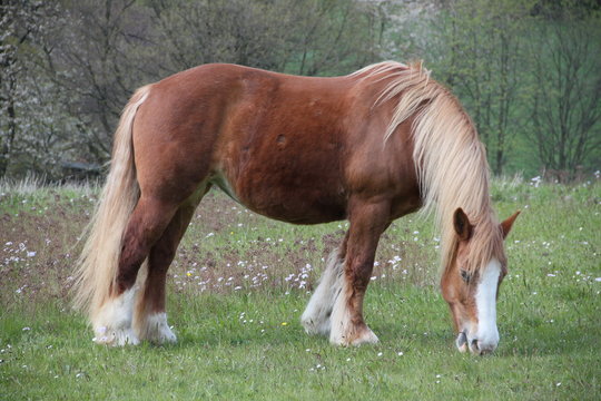 Pferd / Haflinger grast auf Wiese am Waldrand im Frühling