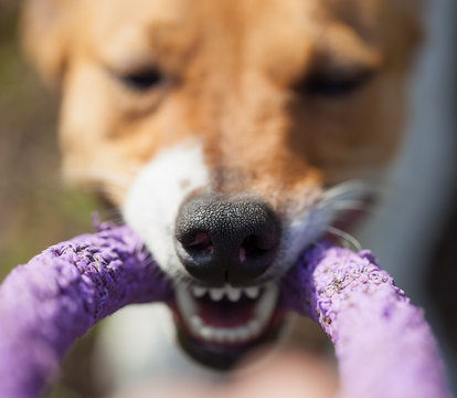 Jack Russell terrier dog playing with puller toy
