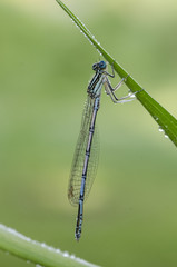 Macro of damselfly