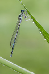 Macro of damselfly