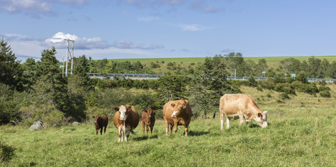 Limousin beef cattle