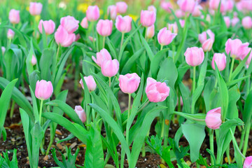 Fresh colorful tulips in warm sunlight