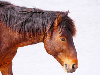 Obraz premium Contented Close up of a brown feral Assateague pony on white background.