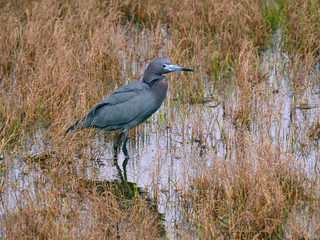 Little Blue Heron Wading
A little blue heron wades in the marsh on Assateague Island in Maryland.