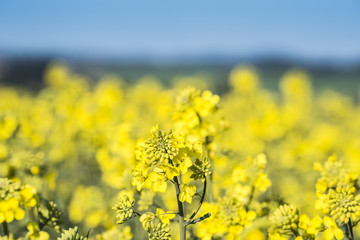 rape plant (canola, rapeseed)  in detail on field