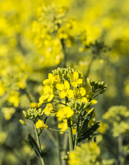 rape plant (canola, rapeseed)  in detail on field