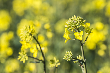 rape plant (canola, rapeseed)  in detail on field
