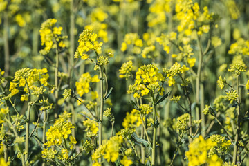 Obraz premium rape plant (canola, rapeseed) in detail on field