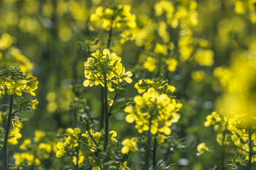 rape plant (canola, rapeseed)  in detail on field
