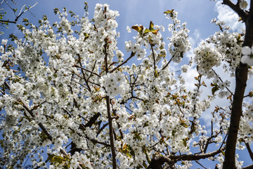 Close up of blooming flowers of cherry tree branch in spring time. Shallow depth of field. Cherry blossom detail on sunny day