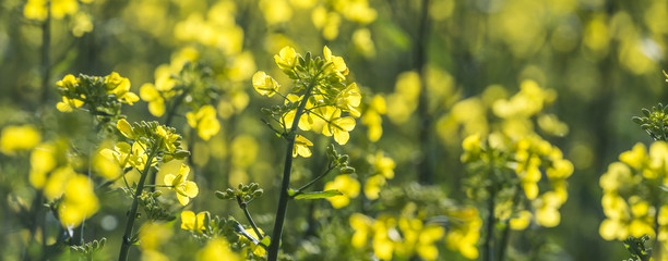 rape plant (canola, rapeseed)  in detail on field