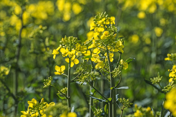 rape plant (canola, rapeseed)  in detail on field