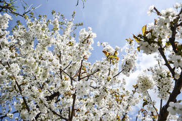 Close up of blooming flowers of cherry tree branch in spring time. Shallow depth of field. Cherry blossom detail on sunny day