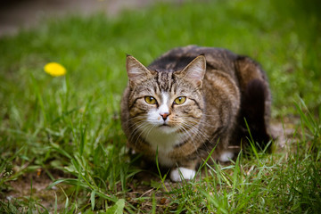 Portrait of cat looking at camera