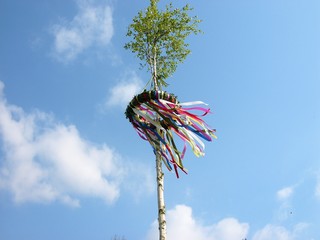 Traditioneller Maibaum aus dem Stamm der Birke mit bunten Bändern im Wind vor blauem Himmel im...