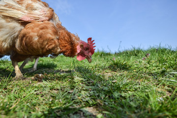 Hen feed on the pasture. Young chicken standing on barn yard 
