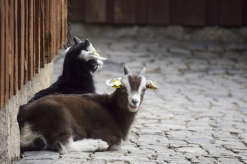 small goats on the farm - kleine Ziegen auf dem Bauernhof
