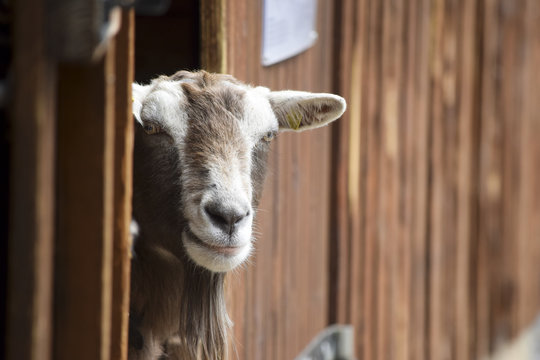 Mother goat ready for feeding - Mutterziege wartet auf die Fütterung