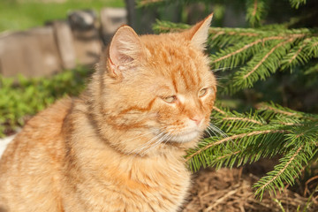 Naklejka na ściany i meble red tired cat sitting near tree in forest