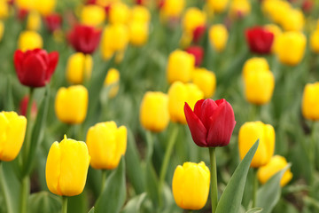Fototapeta premium Red and yellow tulip flowers