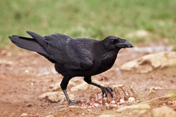 Common raven (Corvus corax)