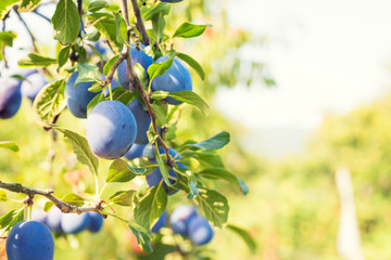 Plum tree with ripe juicy fruits in sunshine