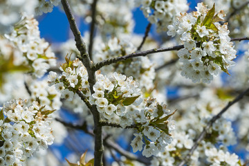 Fototapeta premium cherry tree with flowers