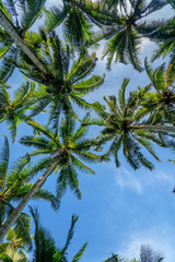 Naklejka na ściany i meble Palm trees in tropical forest