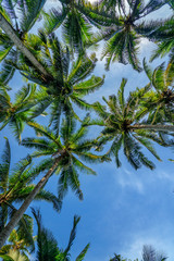 Obraz na płótnie Canvas Palm trees in tropical forest