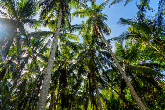 Palm trees in tropical forest