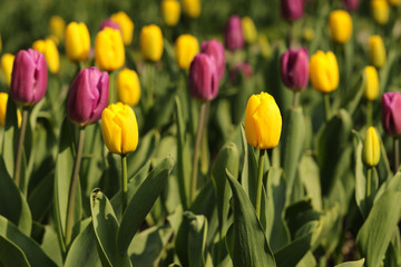 Obraz premium Yellow and purple tulip flowers in sunlight
