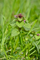 Lamium purpureum