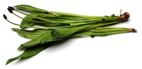 Plantago lanceolata Spitzwegerich Piantaggine lanciuola Siete venas Ribwort Plantain Llantén menor Plantain lancéolé Babka lancetowata Svartkämpar 长叶车前 Подорожник ланцетолистный 창질경이 © Comugnero Silvana