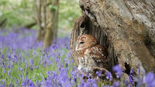 Tawny Owl (Strix aluco) Sitting in Tree Hollow in a Bluebell Wood