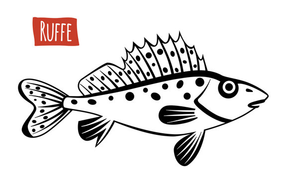 Ruffe, vector cartoon illustration