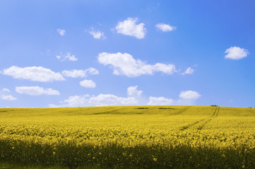 Gelbe Rapsfelder in der Sonne mit blauem Himmel und Wolken als eye-catcher in ländlichem Gebiet. Sommerfarben im Agrarland, Rapsanbau in Rapsfeldern.
