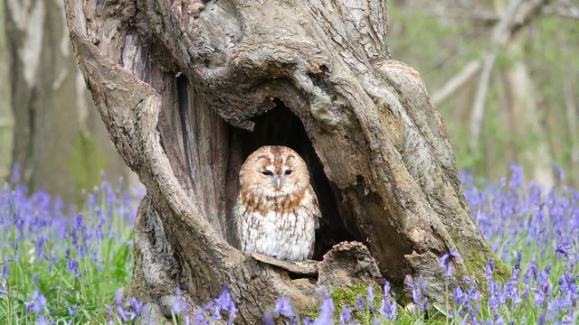 Tawny Owl (Strix aluco) Sitting in Tree Hollow in a Bluebell Wood