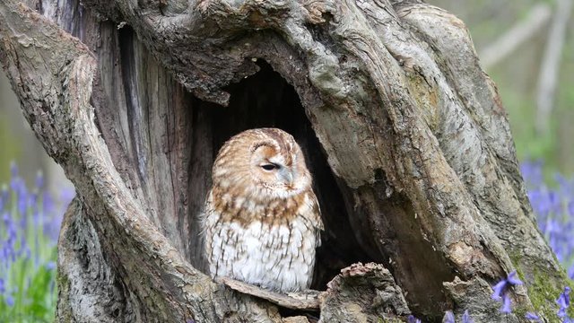 Tawny Owl (Strix aluco) Sitting in Tree Hollow in a Bluebell Wood