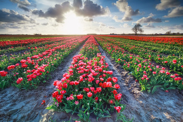 red tulip field and bright sunshine in spring
