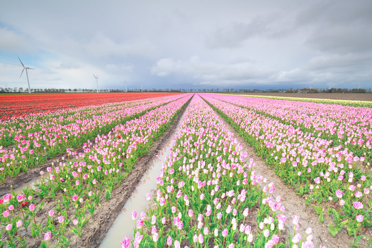 red and pink tulip field and windmill turbine