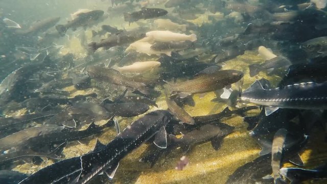 Fish Farm For Trout And Sturgeon .Life Fish Under Water. Lot Of Fish Swims In The Pool